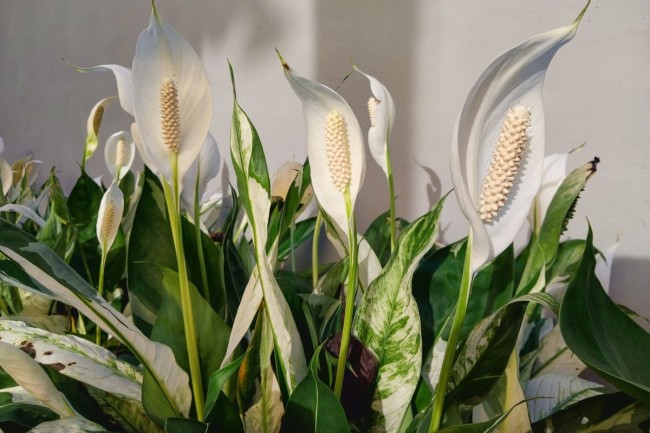 Peace Lily (Spathiphyllum)&nbsp;