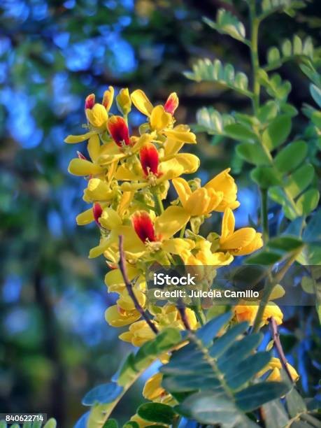 Pohon Brasil (Caesalpina echinata)&nbsp;