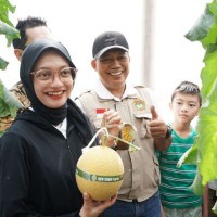 Petik Melon Perdana di GEN SOBO Farm Burengan, Mbak Wali Ajak Masyarakat Tingkatkan Ketahanan Pangan Melalui Urban Farming
