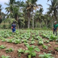 Membangun Tembakau Blitar dari Hulu: Benih, Pupuk, dan SOP