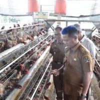 Kabupaten Blitar Jaga Suplai Nasional, Wabup Beky Tinjau Peternak Ayam Petelur