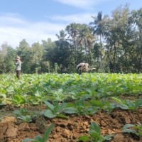 Hadapi Cuaca Ekstrem, Petani Tembakau di Sumenep Resah