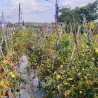 Harga Tomat Melambung Tinggi, Petani Situbondo Raup Untung Besar