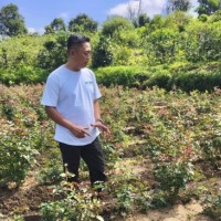 Mawar Eden Berhasil Dibudidayakan di Kota Batu, Harganya Berlipat-lipat