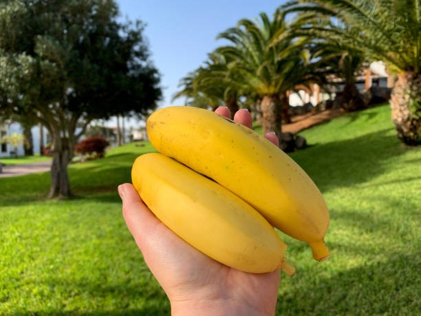 Plátano de Canarias (Spanyol). (Foto: iStock)