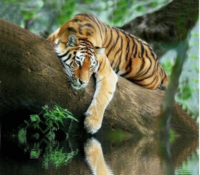 Harimau