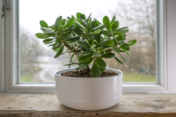 Jade Plant. (Foto: iStock) 