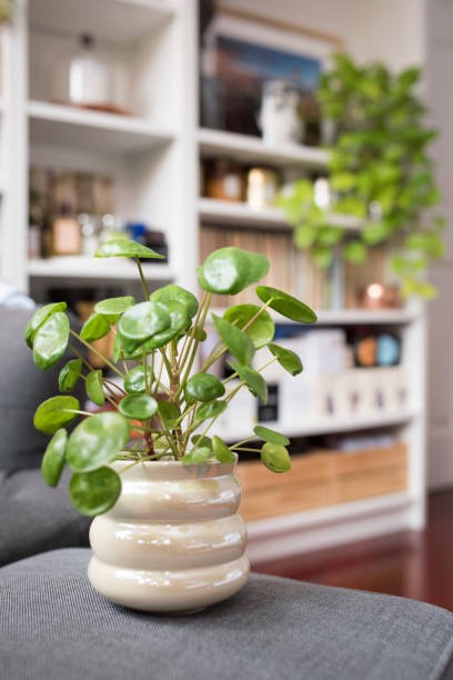 Tanaman Chinese Money Plant. (Foto: iStock) 