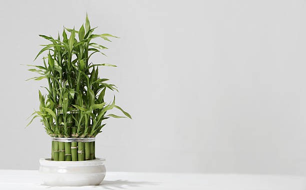 Lucky Bamboo. (Foto: iStock) 