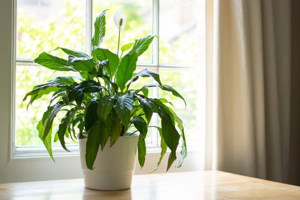 Peace Lily. (Foto: iStock) 
