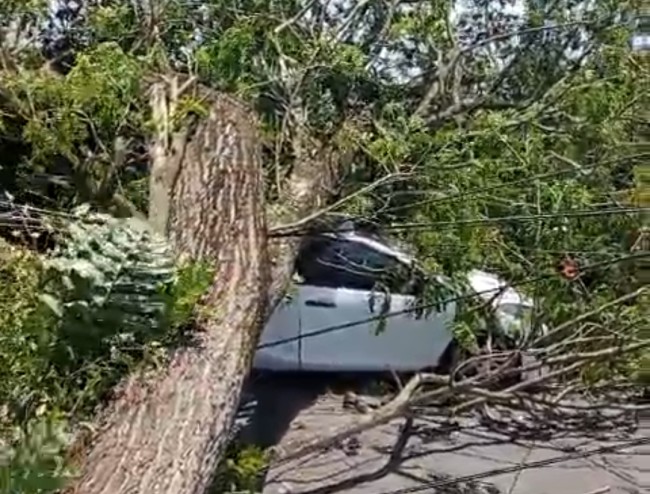 Pohon tumbang timpa mobil di Bululawang.