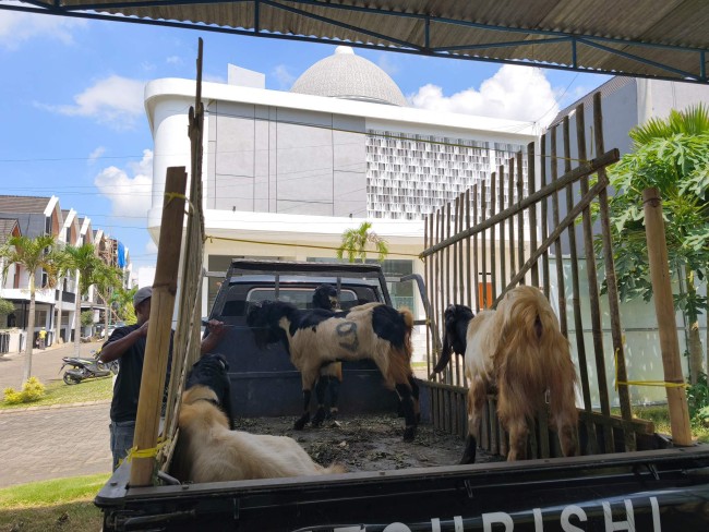 Sejumlah kambing kurban PT Tomoland yang didistribusikan ke beberapa masjid.(Foto: Istimewa).
