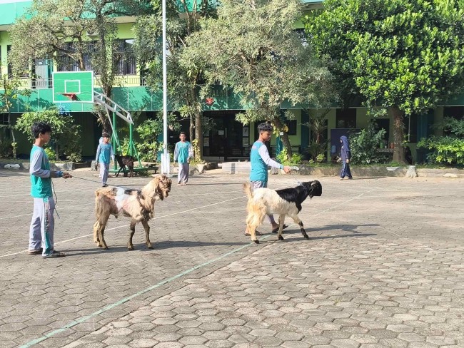 Siswa MTsN 2 Kota Malang turut aktif dalam penyembelihan hewan kurban Iduladha 1447 H.(Foto: Riski Wijaya/MalangTIMES).